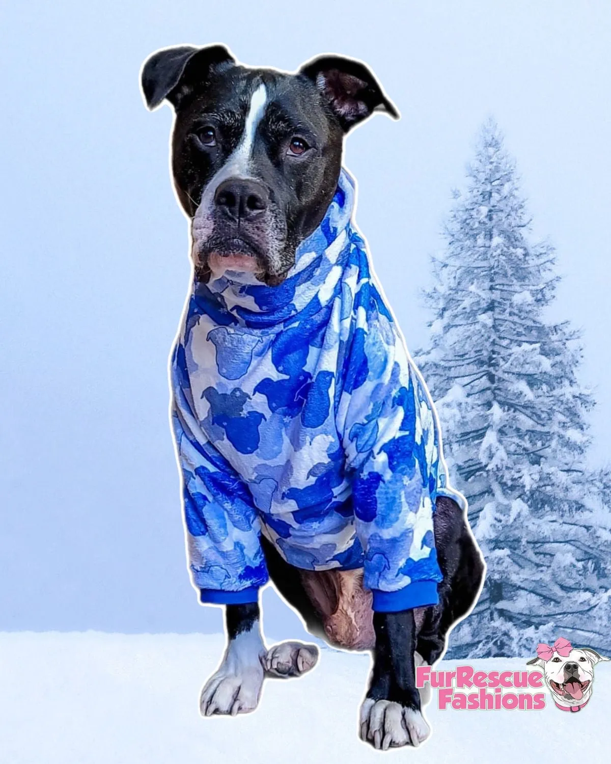 Pittie Snow - PAWjama with Royal Blue Neck & Trim/Sleeves